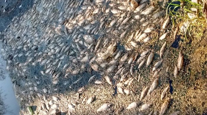 Aparecen peces muertos en el Río Luján: sospechan del Parque Industrial de Pilar