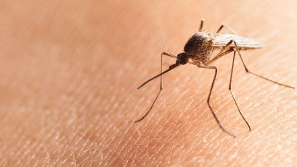El mosquito «charquero» invade la región: ¿Es peligroso?
