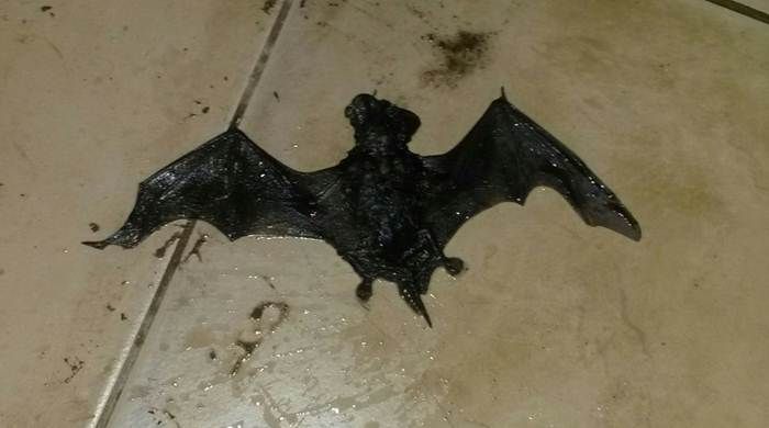 Encuentran un murciélago con rabia en una escuela de Belén