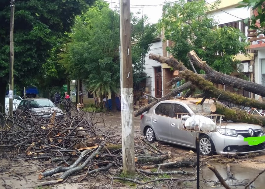 Por el temporal, un árbol cayó sobre un auto en Belén