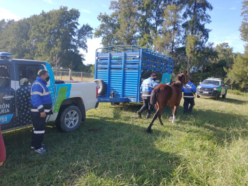 Rescatan seis caballos maltratados