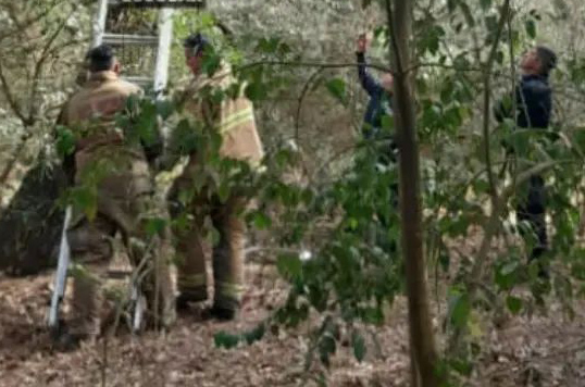 Un hombre intentó quitarse la vida arrojándose de un árbol en Garín