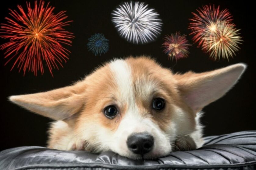 Pirotecnia en las Fiestas: consejos para cuidar a las mascotas del ruido