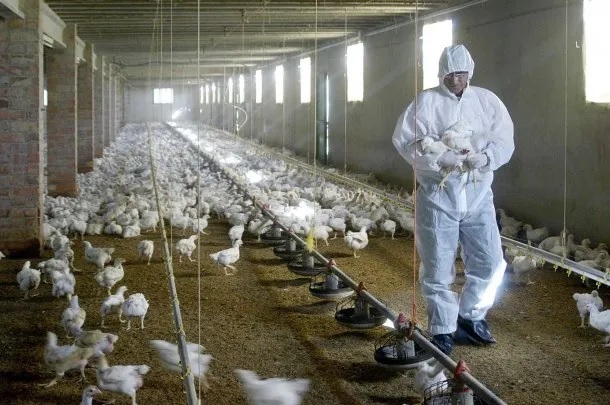 Emergencia sanitaria por gripe aviar: qué medidas tomará el gobierno